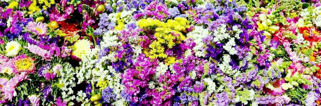 fertilizzante: fiori d'inverno