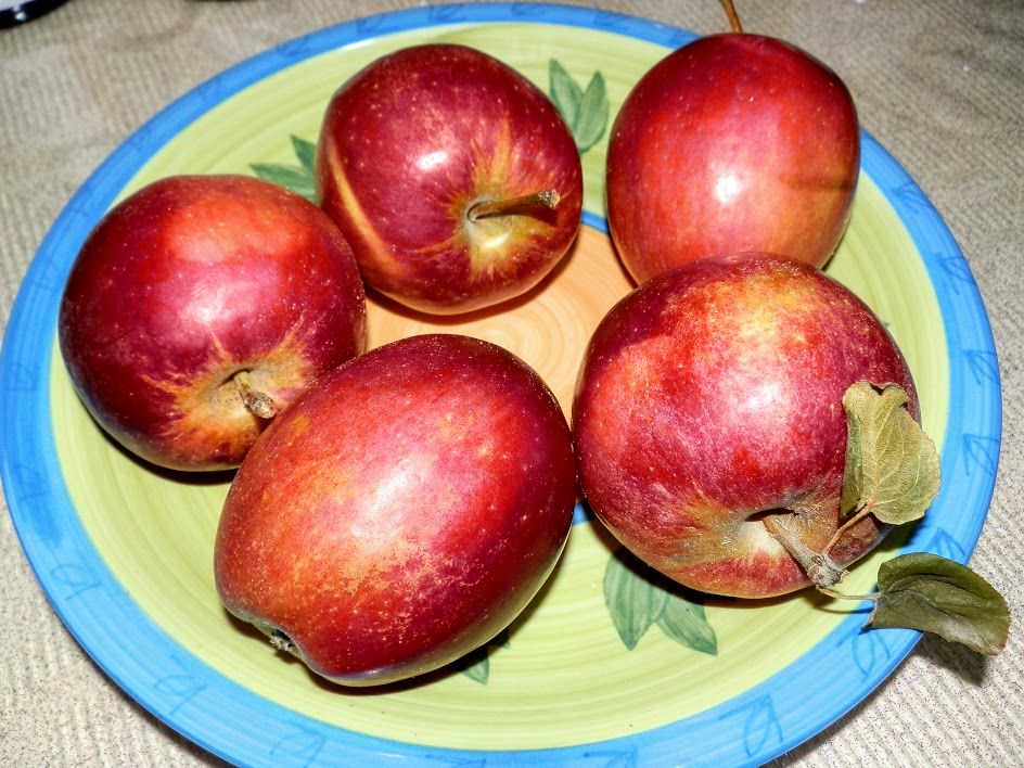 Galassa: azienda agrituristica specializzata nella coltura delle mele