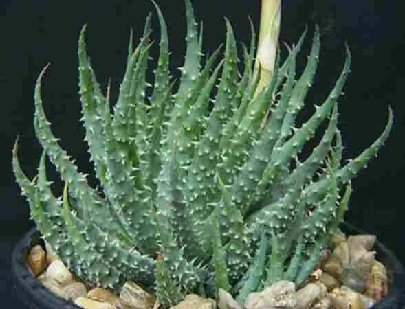 Aloe Humilis 