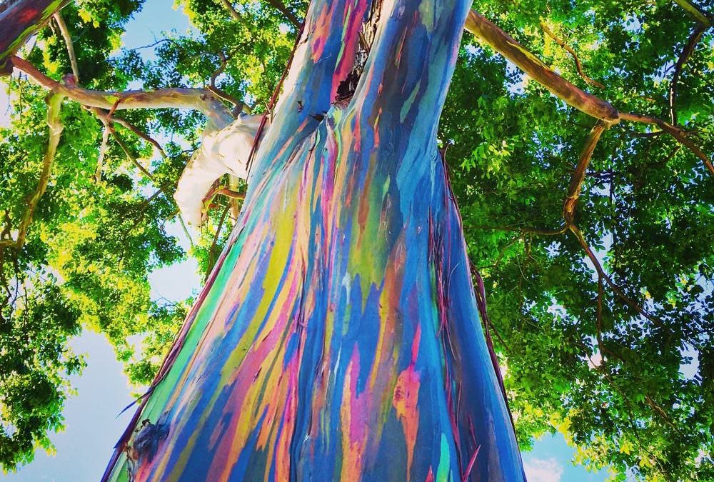 Eucalipto Arcobaleno, l'albero multicolore curativo