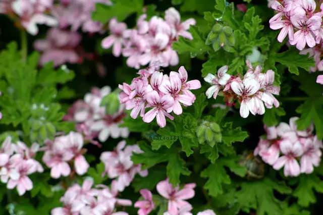 7 potenti piante per eliminare gli odori sgradevoli belle e profumate