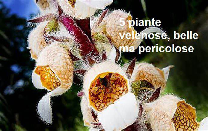 5 piante velenose, belle ma pericolose
