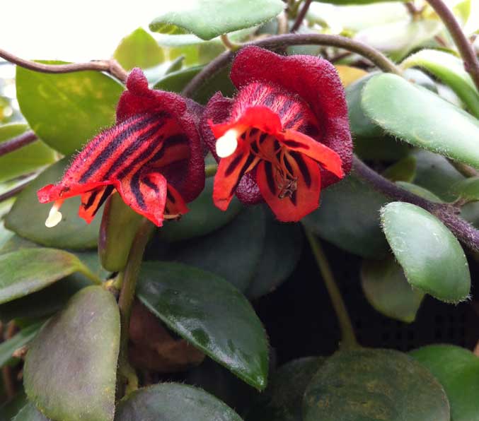 aeschynanthus tricolor