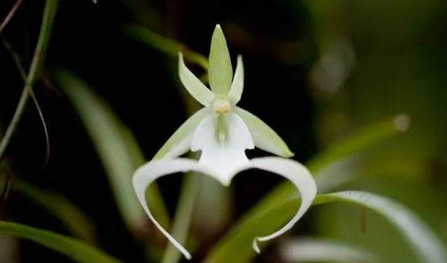 orchidea del diavolo