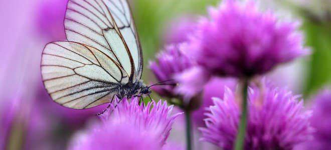 15 piante che attraggono le farfalle in primavera