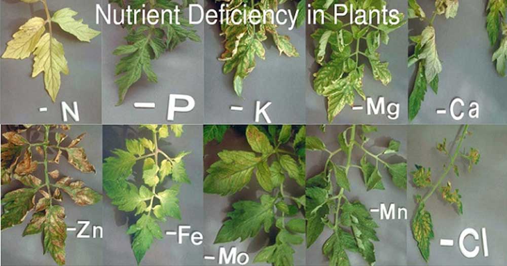 Come riconoscere la carenza di nutrienti nelle piante