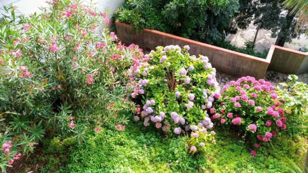 7 Siepi fiorite da giardino, storia e vantaggi