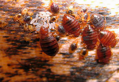 4 tipi d’insetti in casa, danni e rimedi